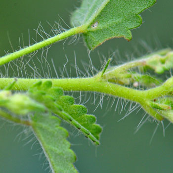 Sida abutifolia, Spreading Fanpetals